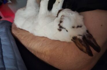 Our rabbit Luna was losing functionality of her legs and was unable to stand – rehab exercises are helping!