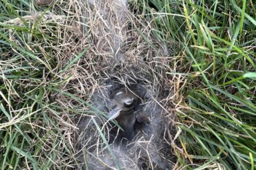 What should I do with a burrowed den of rabbit babies that my dog uncovered in our backyard?