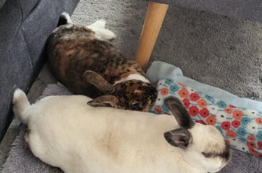 Comfy at the most awkward angle 🤣