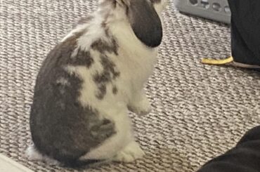 Banjo Observing Her Kingdom