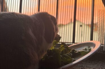Lettuce by the sun