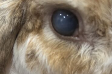 Help! one of my bunnies eyes is white!