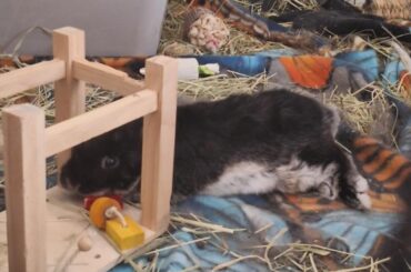 Even hiding the ear thief got Luna!