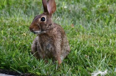 Beautiful wild bunny