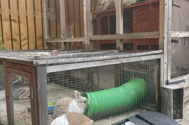 bunnies are acting off? PLEASE READ