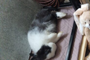 What breed is my rabbit?
