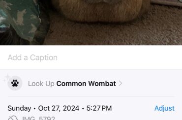 I thought I got a bunny . Not a wombat.