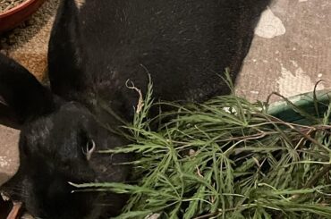 Void Raven before and after being told hes a lazy eater