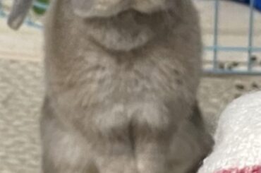 Miffy want treat