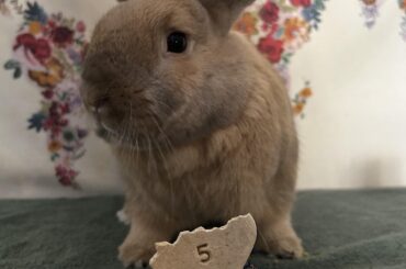 Carrot is five!!!