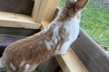 My guard bun