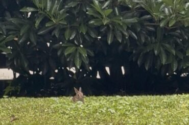Help with wild backyard bunnies