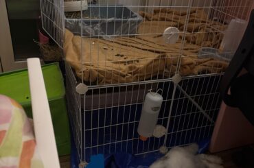 Bunnies bonding