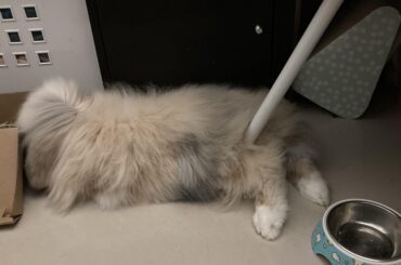Chair leg up the butt