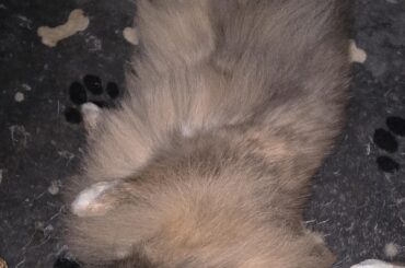 Was told to post here! Here's Moos 'comfy' position 🥲