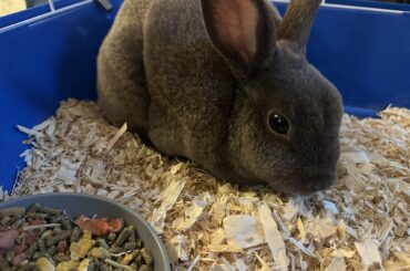 New Bun Bun - HELP!