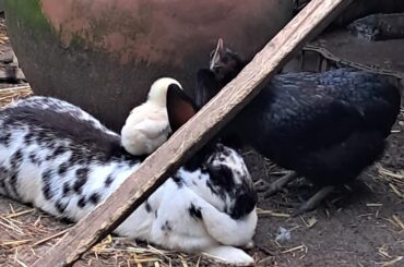 Auntie Bun Bun