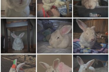 A post dedicated to my beloved Thumper Boy💗🕊️