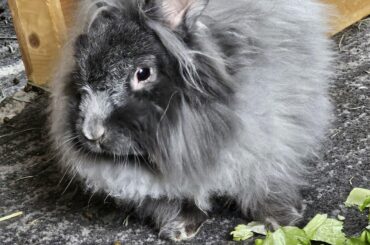 Grieving the loss of my bun