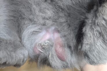 Swollen Bunny Question?