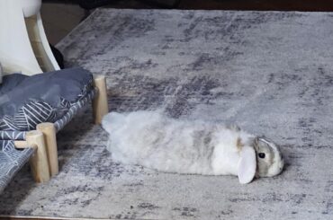 Bunstoppable noodling