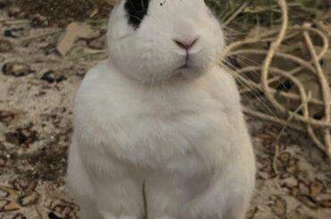 Inky says hi everyone