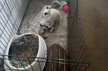 My Bunny and her Wife