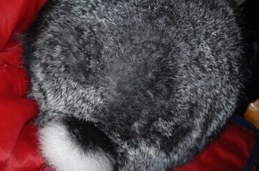So this has been happening my my boys butt, where the fur is really lose, Im hoping someone knows why?