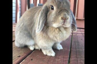 In Memory Of Chai