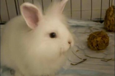 New bunny