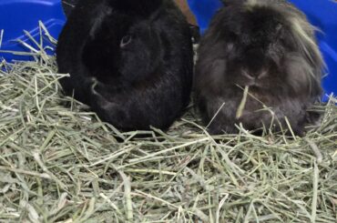 Our old buns hilly and Gracie love their k8ddy pool full of hay.