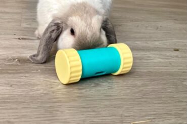 Rabbit feeder toy