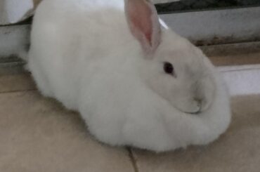 i see a bunch of people asking for the breed of their wabbits but i can't do that...she's just bnnuy
