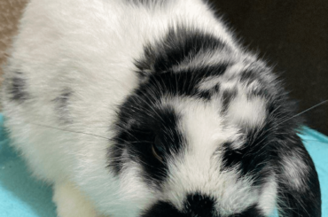 This one-eared cutie