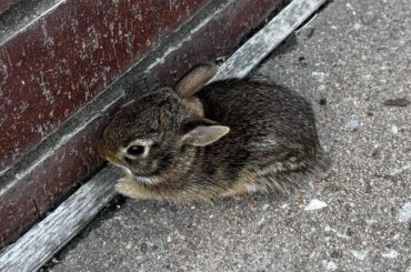Wild bun