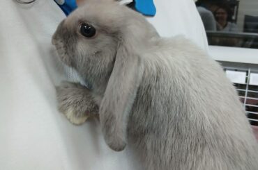 First meeting with my bun. He did this. What does it mean?