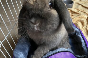 RIP Cleo