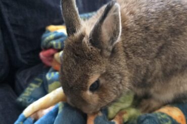 What is your bunnie's favorite toy?