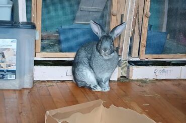 Angry with me for clipping his nails