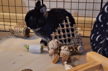 My Luna 🖤🐇🌙🌌✨️