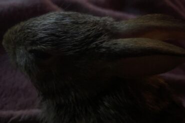 Update on the rabbit I got so much criticism for.