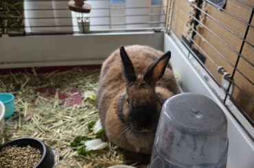 I will fart on my breakfast so you won't want to eat it.