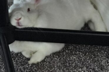 Loki's favorite spot to snooze🥹