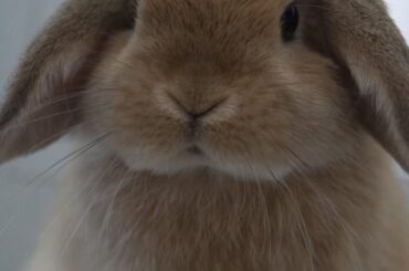 I want 2 get a lop bunny, but I heard they’re prone 2 health issues?