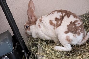 She ate my date's shoelaces and acted like nothing happened