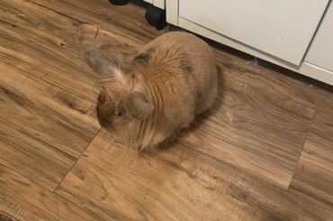 My bun crossed the rainbow bridge yesterday.