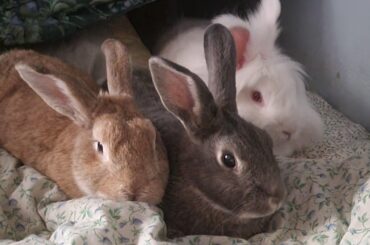 Snuggle bunnies!