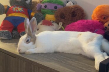 Is my bunny to skinny? He is estimated to be around 8-9 months old.