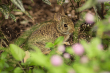 Baby bunny in the garden 🌿🐇🌸