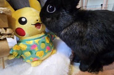 He loves to kiss Pokémon